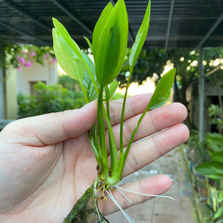 Cây lan nước thủy sinh - cây không cần co2 và nền bách thủy tiên dễ trồng, trang trí bể cá cảnh