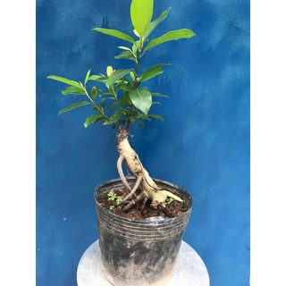 Cây si búp đỏ dáng bonsai