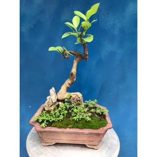 Cây si búp đỏ mini bonsai