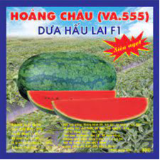 Hạt giống Dưa Hấu Hoàng Châu F1 (NVA.555) – 2gram - Dưa siêu ngọt.