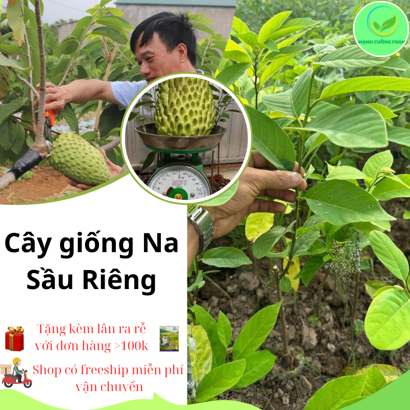 Cây na sầu riêng khổng lồ - cây giống mới độc lạ