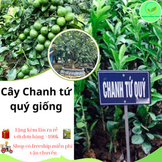 Cây chanh tứ quý ra quả quanh năm cao 60cm quả to mong nước