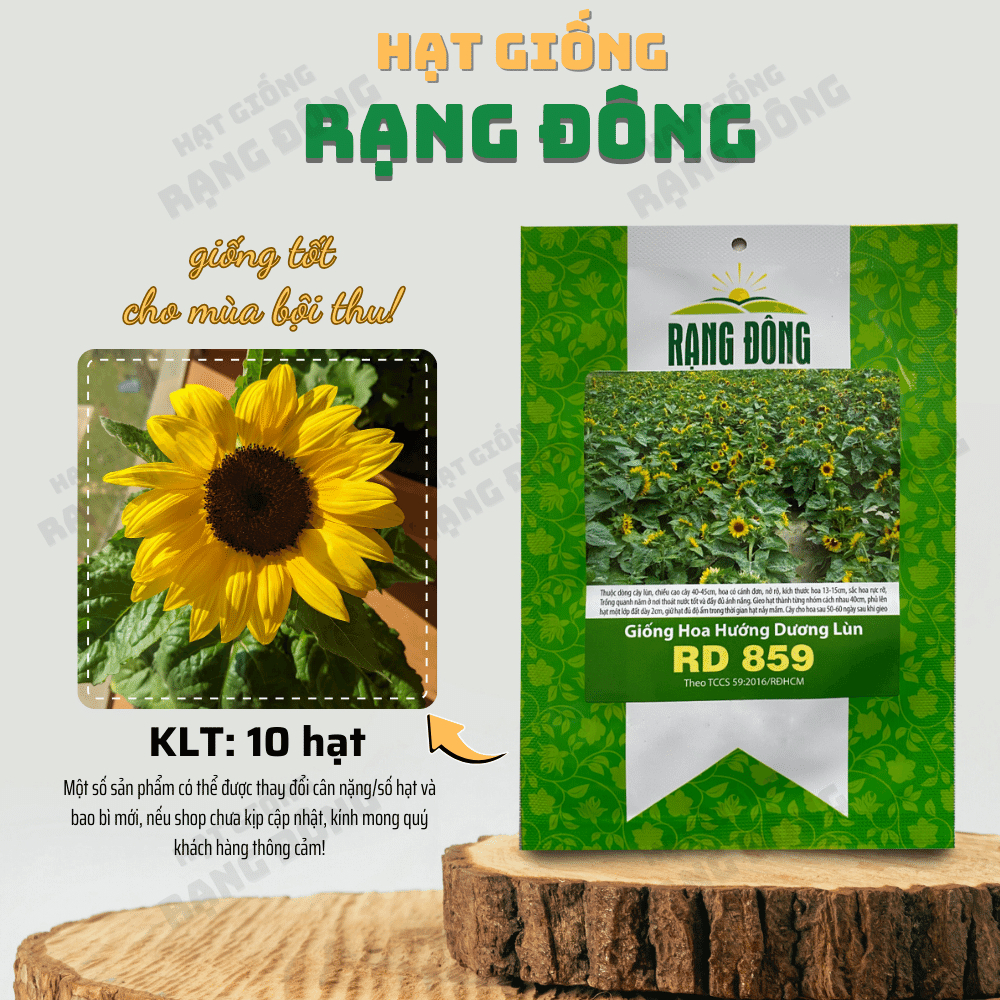 Hạt giống Hoa Hướng Dương Lùn 859 (10 hạt) cánh đơn, hoa nở to, thân lùn thích hợp trồng chậu - Hạt giống Rạng Đông