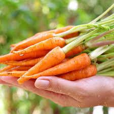 Hạt giống củ cà rốt tí hon - củ dài đặc ruột