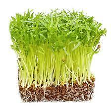 Hạt Giống Rau Mầm Rau Muống 50gram (rau muống mầm) - Hạt Giống Rau Trồng Tại Nhà