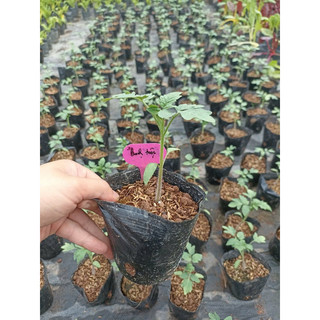 Hạt giống -  Cây giống cà chua bạch tuộc (cây thực tế 2 ảnh cuối) Chỉ gửi gần Hà Nội