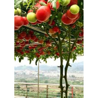 Hạt giống -  Cây giống cà chua bạch tuộc (cây thực tế 2 ảnh cuối) Chỉ gửi gần Hà Nội