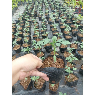 Hạt giống -  Cây giống cà chua bạch tuộc (cây thực tế 2 ảnh cuối) Chỉ gửi gần Hà Nội