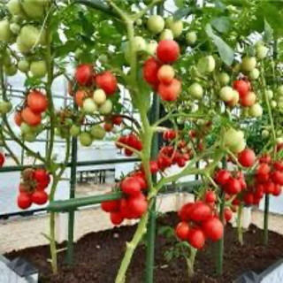 Hạt giống -  Cây giống cà chua bạch tuộc (cây thực tế 2 ảnh cuối) Chỉ gửi gần Hà Nội