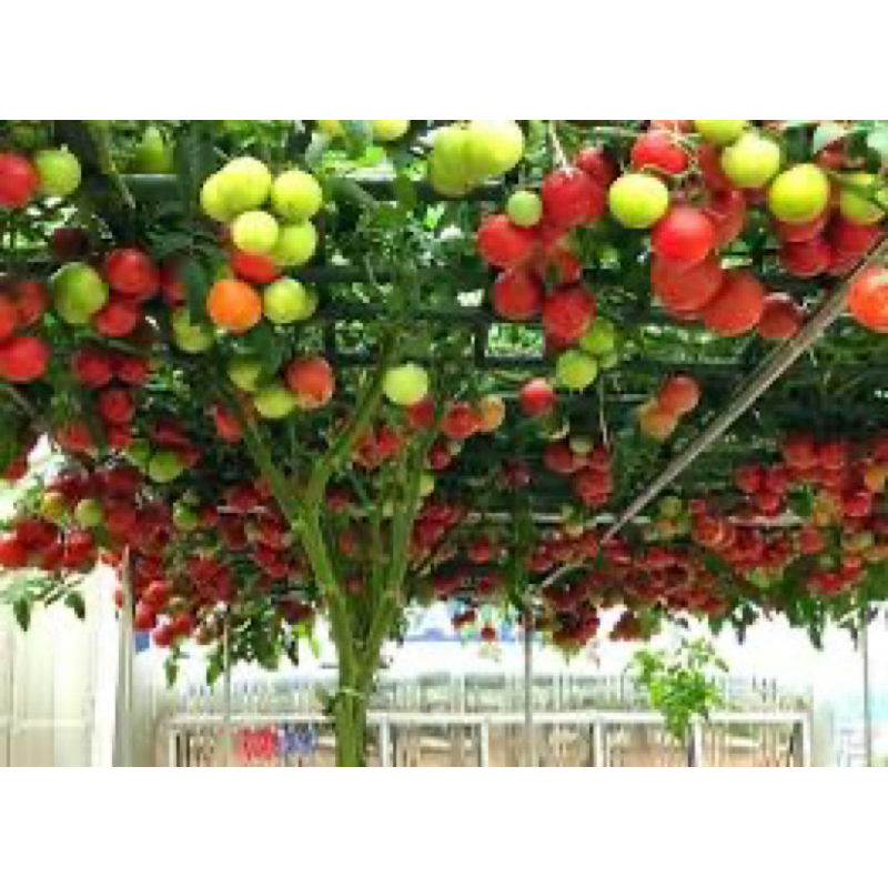Hạt giống -  Cây giống cà chua bạch tuộc (cây thực tế 2 ảnh cuối) Chỉ gửi gần Hà Nội