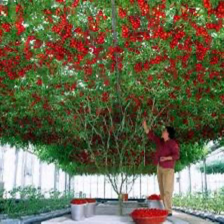 Hạt giống -  Cây giống cà chua bạch tuộc (cây thực tế 2 ảnh cuối) Chỉ gửi gần Hà Nội