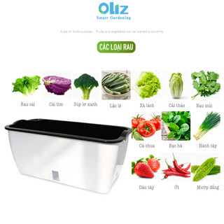 Chậu trồng rau tự tưới Oliz SC01. Chậu trồng rau thông minh hình chữ nhật