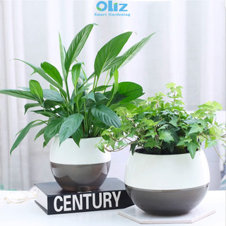 Chậu cây để bàn Oliz I0. Chậu trồng cây tự tưới nước cho cây.