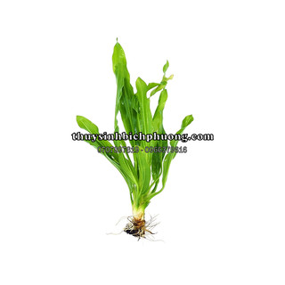 Cây lưỡi mèo thủy sinh trồng hậu cảnh đẹp cho hồ cá thủy sinh