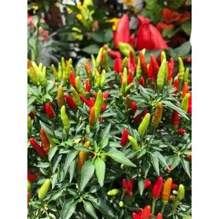 Hạt giống ớt xiêm xưa