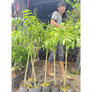 Cóc thái lùn cây đang hoa hoặc quả nhỏ[ ảnh thật]