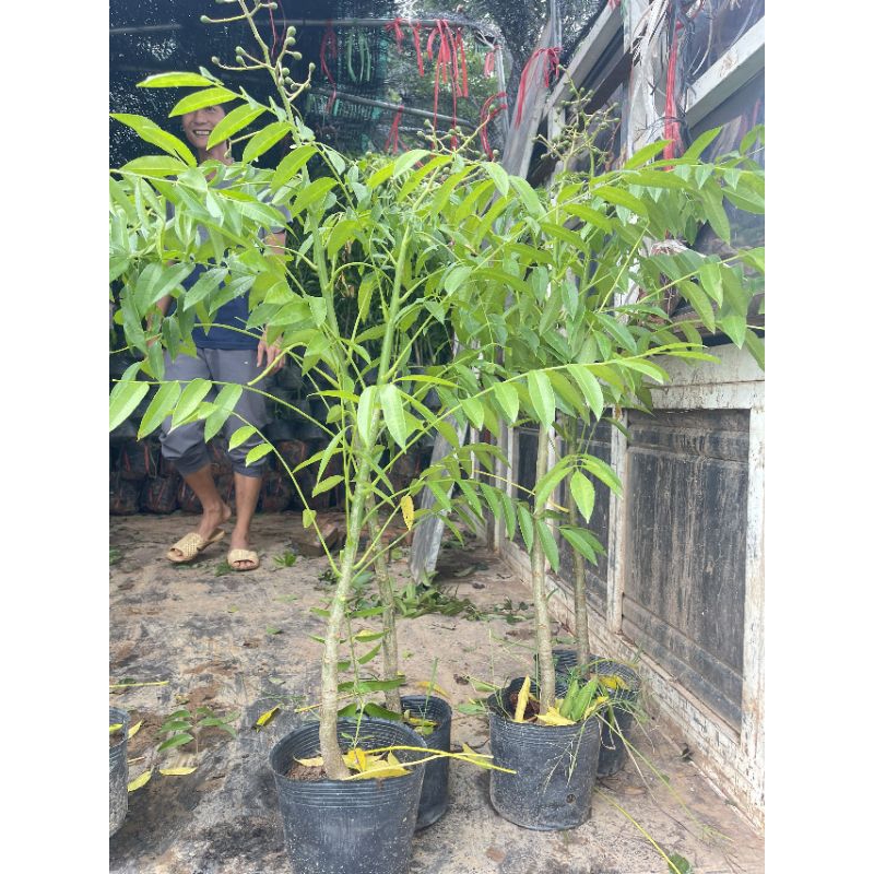 Cóc thái lùn cây đang hoa hoặc quả nhỏ[ ảnh thật]