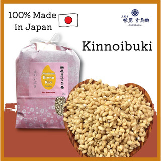 GẠO LỨT NHẬT KINNOIBUKI CÒN NGUYÊN CÁM - MẦM TO