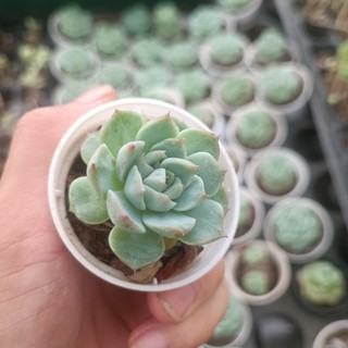Sale 50%- Sen Đá Hồng Đơn 1 cốc.