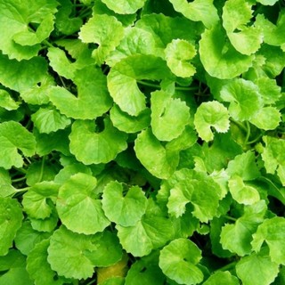 Hạt giống rau má lá nhỏ thu hoạch nhiều lần, nảy mầm tốt, trồng quanh năm.