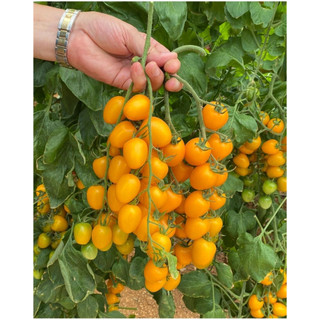 Hạt giống cà chua bi vàng -giống tốt trồng chậu