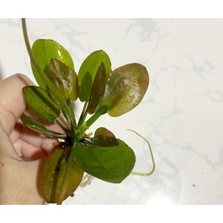 Cây thủy sinh Trầu Muỗng - lá cạn
