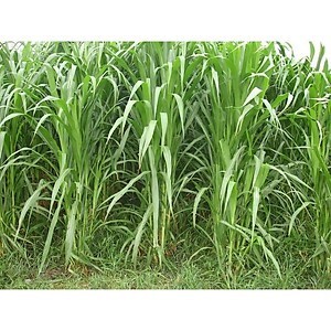 100g Hạt giống cỏ Sudan Super BMR - Cỏ họ ngô siêu năng suất