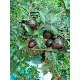 Cây ổi tím lá nhỏ, trái nhỏ thơm ngọt- Trang trí sân vườn- Decor- Hoa kiểng TH farm- Cây chuẩn giống