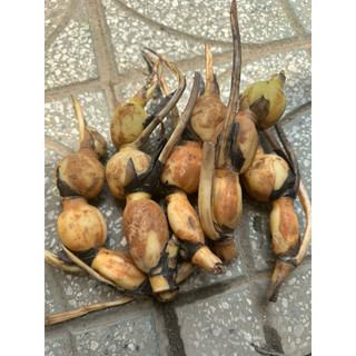 1 củ sen giống hoa màu trắng