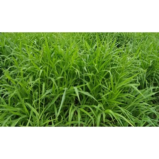 1kg Hạt giống cỏ Ruzi - Cỏ sả chịu giẫm đạp
