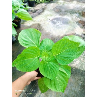 cây lá mè hàn quốc