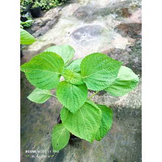 cây lá mè hàn quốc