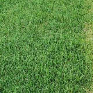 50g Hạt giống cỏ Bermuda - Cỏ gà,cỏ chỉ