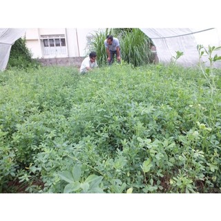 100g Hạt giống cỏ Linh Lăng Alfalfa - Cỏ họ đậu siêu dinh dưỡng