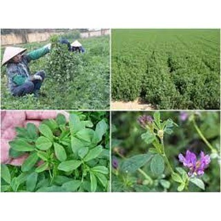200g Hạt giống cỏ Linh Lăng Alfalfa - Cỏ họ đậu siêu dinh dưỡng