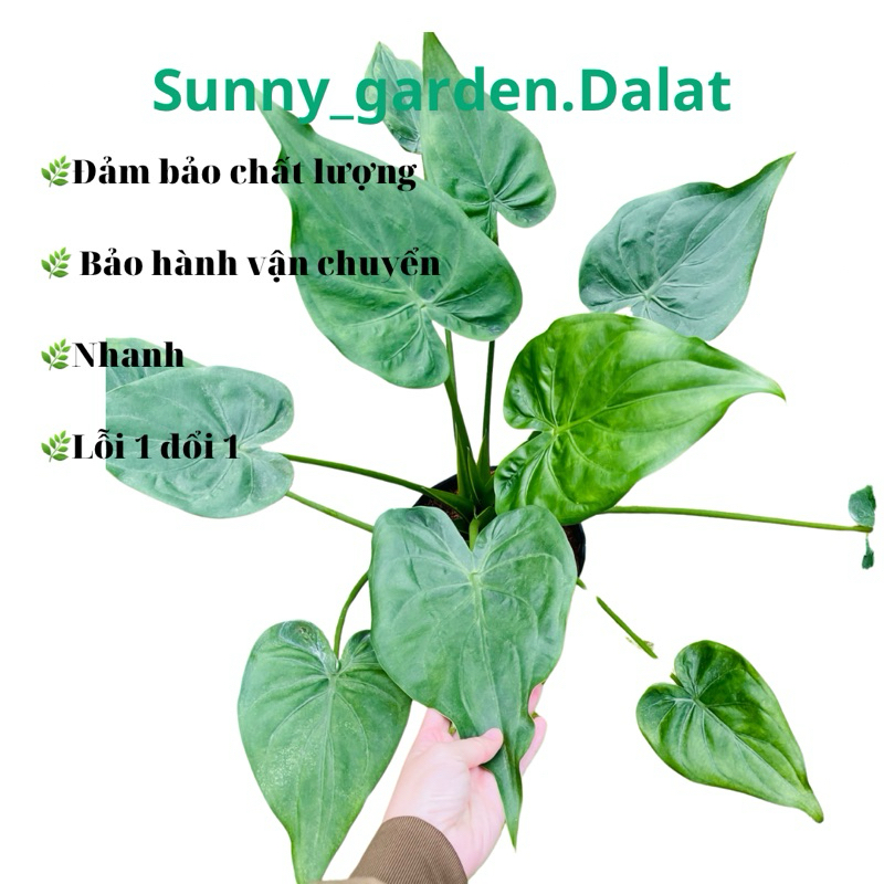 Chậu alocasia Cucullata Hooded Dwarf- Môn tai phật xanh