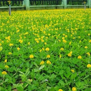 200g hạt giống cỏ lạc dại - đậu phộng