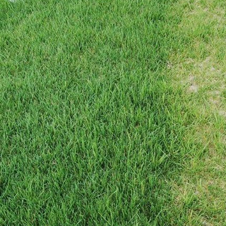 1kg Hạt giống cỏ Bermuda - Cỏ gà,cỏ chỉ