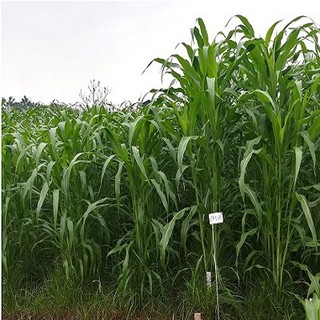 Combo hạt giống cỏ chăn nuôi gồm sudan super bmr 500g và mombasa ghine 500g
