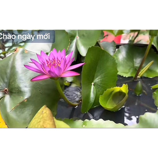 Hoa súng thái(về đủ màu,củ sẵn mầm)