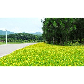 Gói 100 Hạt giống cỏ Lạc Dại - Đậu Phộng (Cỏ thảm cảnh trang trí sân vườn bãi đất trống rất đẹp)
