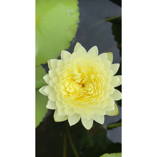 Hoa súng thái(về đủ màu,củ sẵn mầm)