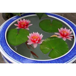 củ súng mini