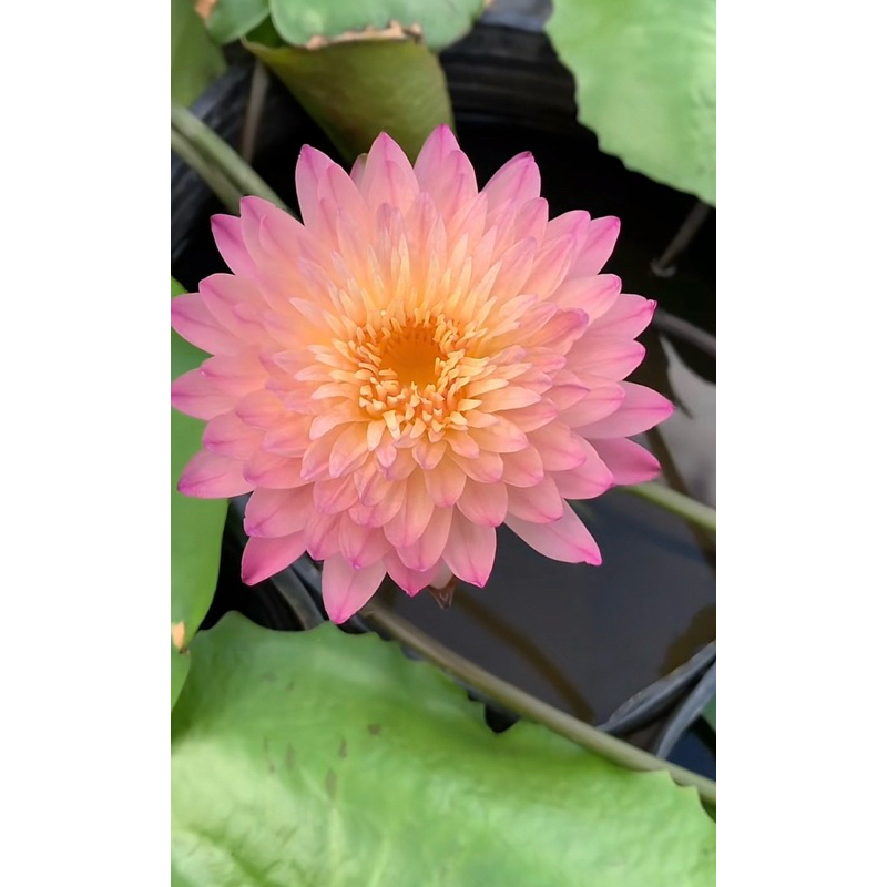 Hoa súng thái(về đủ màu,củ sẵn mầm)