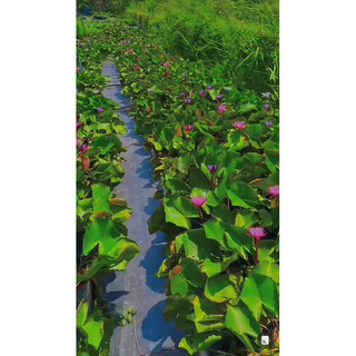 Hoa súng thái(về đủ màu,củ sẵn mầm)