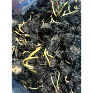Hoa súng thái(về đủ màu,củ sẵn mầm)