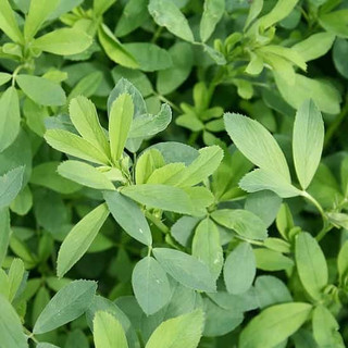 Hạt cỏ chăn nuôi ALFLFA ( linh lăng) 500g - chứa nhiều dinh dưỡng