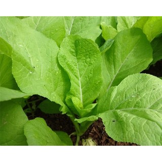 Hạt giống rau cải canh mơ 20gram - rau trồng quanh năm