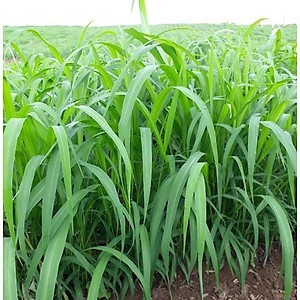200g Hạt giống cỏ Mombasa Ghine - Cỏ sả lá lớn