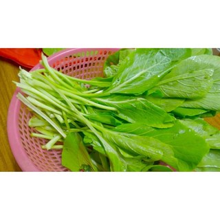 Hạt giống rau cải ngọt 20gram - rau trồng quanh năm
